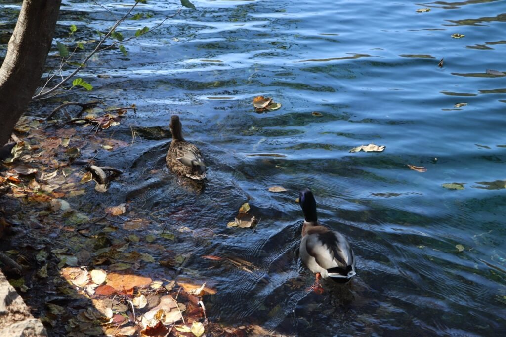 Plitvice Lakes ducks