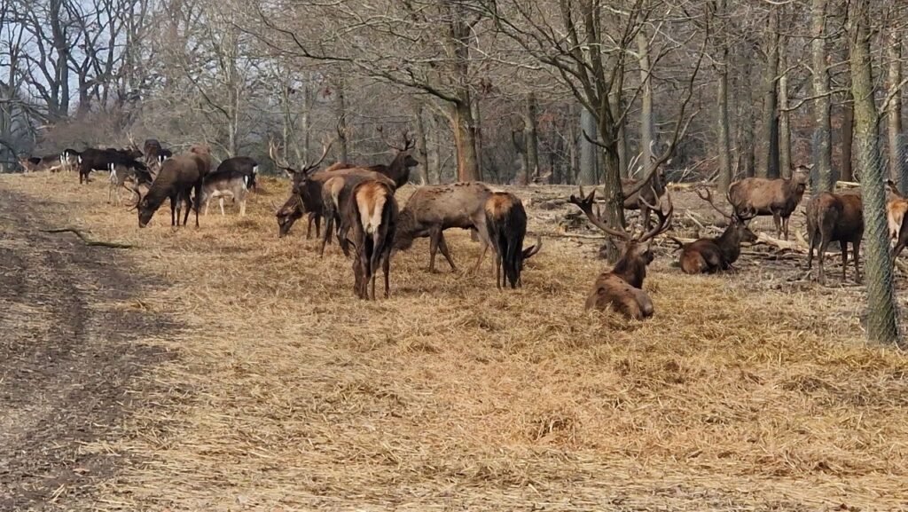 Jægersborg Dyrehave Deer