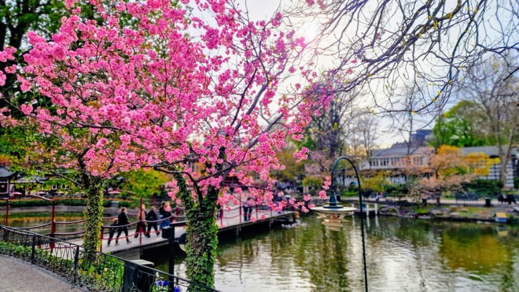 Cherry tree blossoming in Tivoli