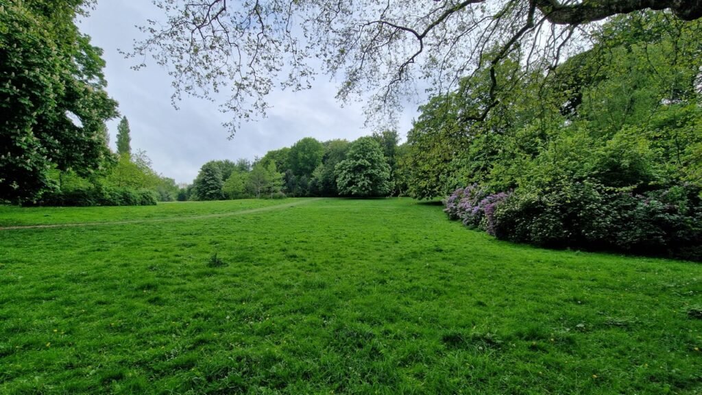 Søndermarken lush field and forest